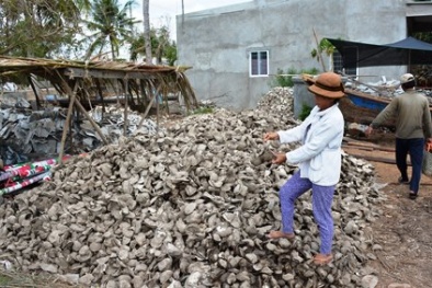 Bến Tre: Hàu sắp thu hoạch lăn ra chết hàng loạt vì đâu?
