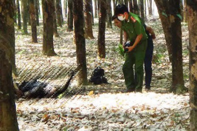 Đồng Nai: Người đàn ông bốc cháy dữ dội giữa rừng cao su