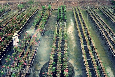 Nông trại hoa sứ tiền tỉ từ vùng trũng
