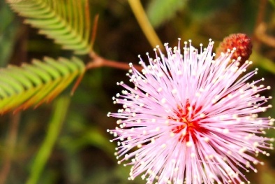 Bài thuốc chữa mất ngủ bằng cây hoa trinh nữ