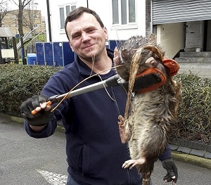 Phát hoảng chuột khủng hàng chục kg xuất hiện ở khu dân cư