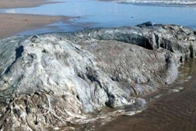 Xác sinh vật lạ dạt vào bờ biển Mexico khiến chuyên gia 'bó tay'