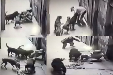 Kinh hoàng 4 con chó Tây hung dữ 'nổi điên' lao vào cắn chủ