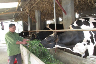 'Kỹ sư' bò sữa thu nhập gần nửa tỷ đồng mỗi năm 