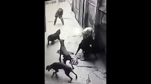 Đàn chó dữ cắn chủ suýt chết ở Hà Nội: Nạn nhân đứt gân tay