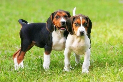 Người nuôi chó có thể... đi tù