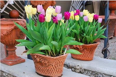 Những loại hoa kiêng đặt tại các vị trí trong nhà 