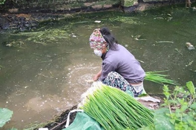 Rùng mình cảnh rau xanh 'tắm' nước bẩn đặc quánh, đen ngòm