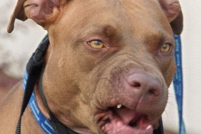 Anh: Chủ lĩnh 14 năm tù nếu để chó nuôi tấn công người