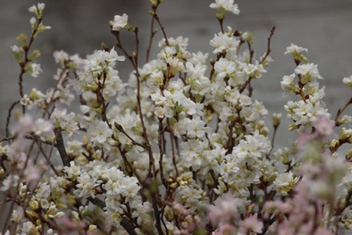 Bất ngờ với lễ hội hoa anh đào giữa lòng thủ đô Hà Nội 