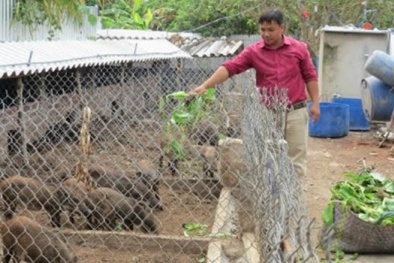 9x làm chủ trang trại heo rừng tiền tỷ