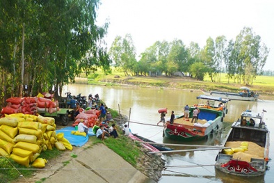 Thương lái 'chạy đôn, chạy đáo' tranh thu mua lúa gạo cùng nông dân 