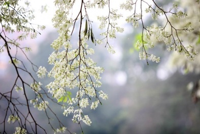 Dự báo thời tiết: Không khí lạnh đang tràn về miền Bắc