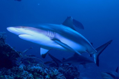 Những sát thủ cá mập nguy hiểm nhất đại dương