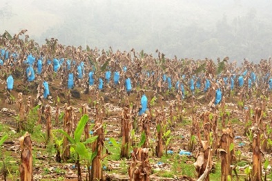 Người dân Bản Lầu ‘khóc ròng’ vì chuối trổ buồng bất ngờ chết khô cả loạt 