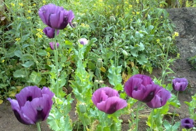 2 gia đình cẩn thận 'nuôi nấng' cây anh túc tại nhà