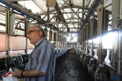 Công nghệ sản xuất sữa nào giúp năng suất sữa Israel cao vượt trội?