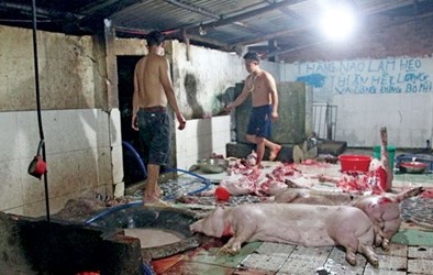 Nhiều loại chất cấm trong chăn nuôi chưa được phát hiện