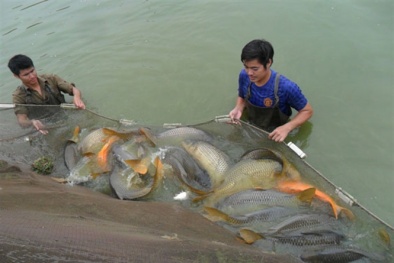 Ứng dụng GAP để tăng năng suất chất lượng ngành thủy sản ở Thái Nguyên