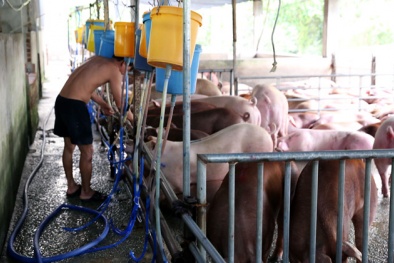 Kinh hoàng tiêm thuốc ‘có thể gây ung thư tủy, mục xương’ cho heo trước khi bán