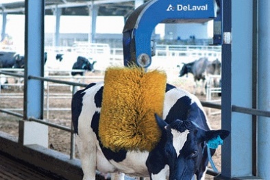 Trang trại bò sữa Vinamilk đạt chuẩn quốc tế Global GAP chính thức đi vào hoạt động