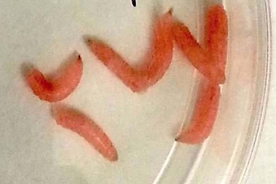 Chữa lành vết thương bằng dòi biến đổi gien