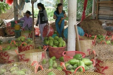 Mãng cầu xiêm được giá, nông dân lãi nửa tỷ đồng/ha