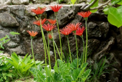 Bật mí kinh nghiệm trồng hoa trước nhà để tài lộc dồi dào