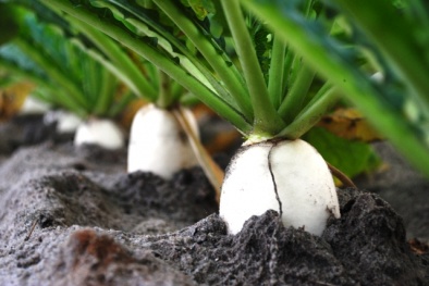 Hiệu quả từ mô hình trồng rau công nghệ cao trên đất cát 