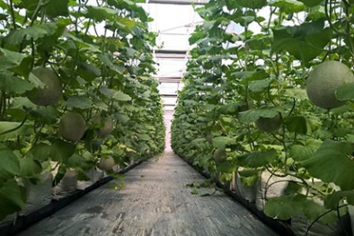 Đột phá năng suất chất lượng nông nghiệp bằng ứng dụng Smart Agri