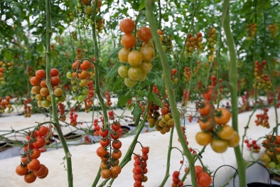 Khám phá quy trình sản xuất cà chua sạch của Skyfarm