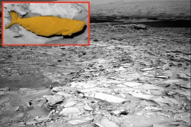 Phát hiện vật thể nghi cá hóa thạch xuất hiện trên sao Hỏa