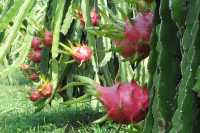 Ứng dụng công nghệ CAS cho thanh long có chất lượng tốt