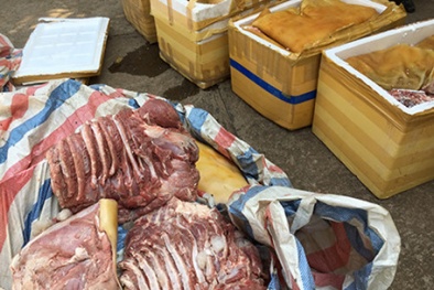 Rùng mình vì mùi hôi nồng nặc bốc lên từ xe tải chở gần 500kg thịt thối