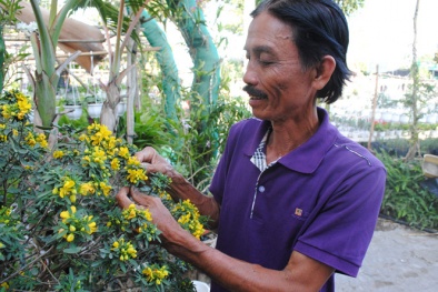 Thành công nhờ trồng hoa ôn đới