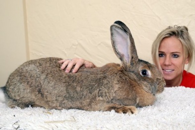 Sửng sốt với chú thỏ khổng lồ to bằng đứa trẻ 7 tuổi