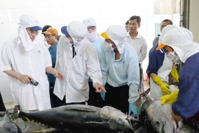 Giá cá ngừ đại dương Việt Nam 'đại thắng' tại Nhật Bản