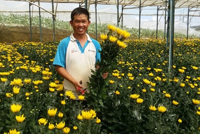 Kiếm bạc tỉ nhờ trồng cúc kim cương theo kiểu 'không giống ai'
