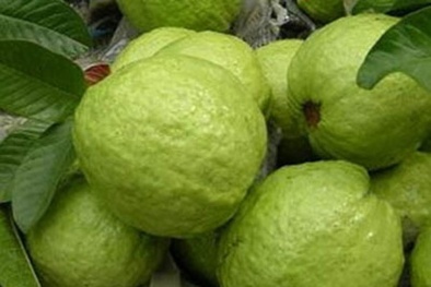 Làm sao để chọn ổi ngon, không hóa chất?