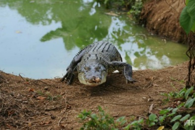 Du khách Nga thiệt mạng vì bị cá sấu tấn công ở Indonesia