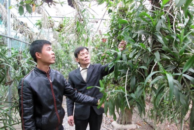 Trồng hoa lan thu nhập tiền tỷ 