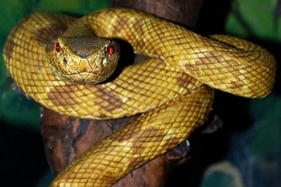 Hãy cầu nguyện nếu bạn gặp 10 loài rắn độc này