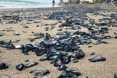 Bờ biển Mỹ 'nhuộm' xanh vì xuất hiện hàng ngàn con sứa