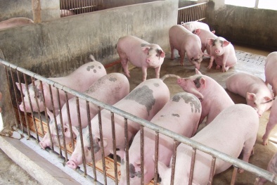 Phanh phui ‘công nghệ’ nuôi lợn siêu nạc tại loạt trang trại ở Thanh Hóa