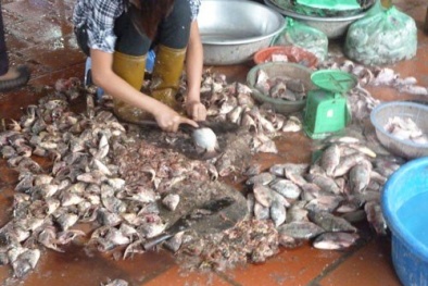 Bí mật hãi hùng đằng sau bát bún cá vừa ngon vừa rẻ