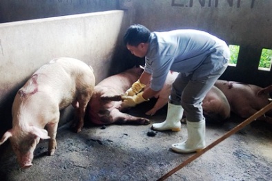 Quảng Bình vào cuộc làm rõ nghi vấn heo bị bệnh vẫn được phép giết mổ