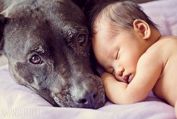 Nguy cơ viêm màng não vì nhiễm bọ ve từ thú cưng