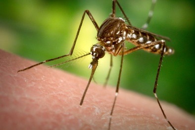 Cách phòng chống muỗi truyền virus Zika ăn não đơn giản, hiệu quả nhất