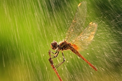 Dự báo thời tiết ngày mai 8/4/2016: Bắc Bộ trời nhiều mây, có mưa nhỏ