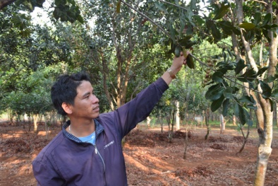 Không để bị cám dỗ bởi mắc ca